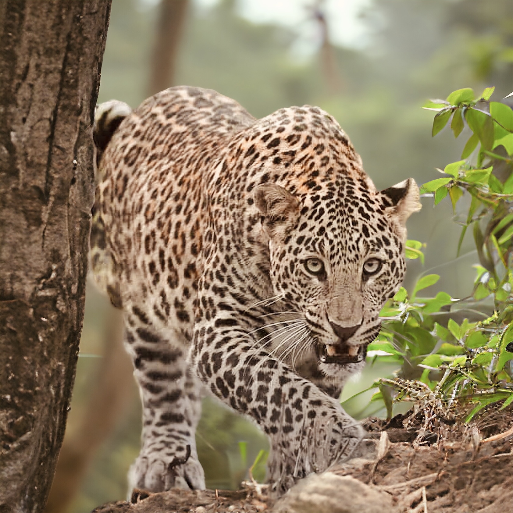 Jhalana Leopard Safari